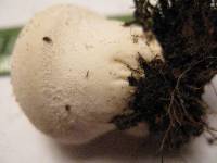 Lycoperdon curtisii image