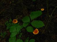 Hygrophoropsis aurantiaca image