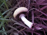 Stropharia coronilla image