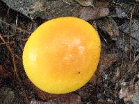 Amanita laurae image