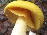 Amanita laurae image