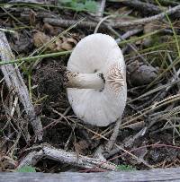 Pluteus petasatus image