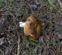 Russula brunneola image