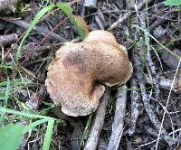 Suillus lakei image