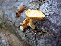 Gymnopilus aeruginosus image