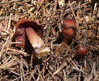 Mycena rutilantiformis image