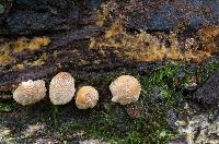 Coprinellus domesticus image