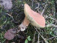 Boletus fraternus image