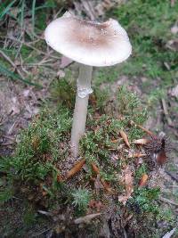 Amanita solaniolens image