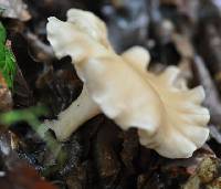 Clitocybe gibba image