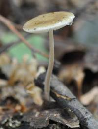 Xerula radicata image