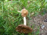 Inocybe praetervisa image