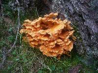 Laetiporus montanus image