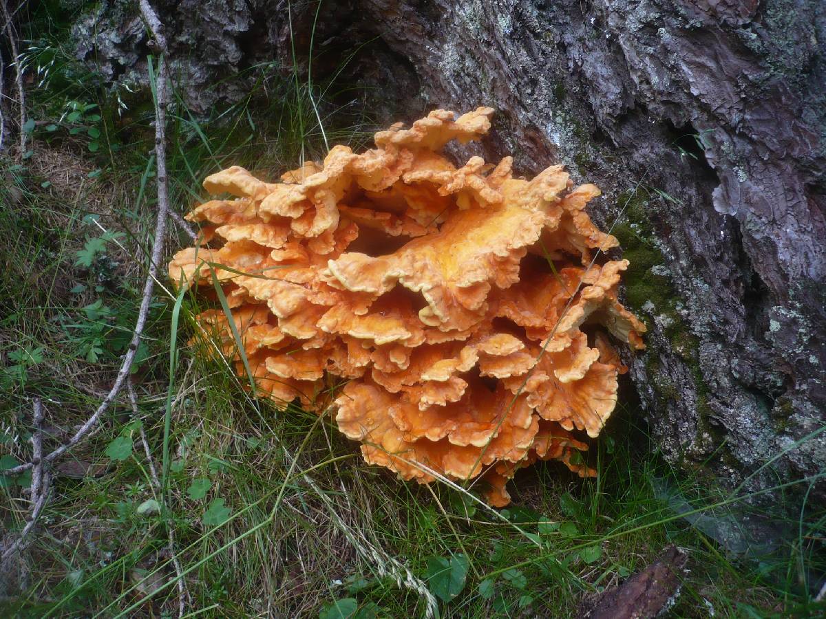Laetiporus montanus image