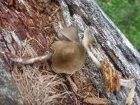 Mycena galericulata image