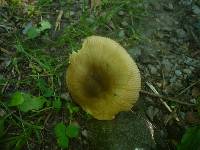 Russula pectinatoides image