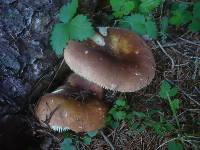 Russula xerampelina image