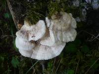 Trametes pubescens image