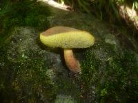 Boletus rubellus image