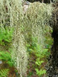 Usnea trichodea image