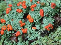 Cladonia didyma image