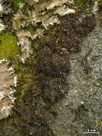 Leptogium lichenoides image