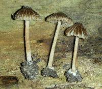 Inocybe asterospora image