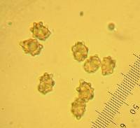 Inocybe asterospora image