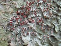 Lobaria virens image