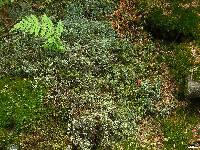 Cladonia furcata image
