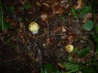 Russula violeipes image