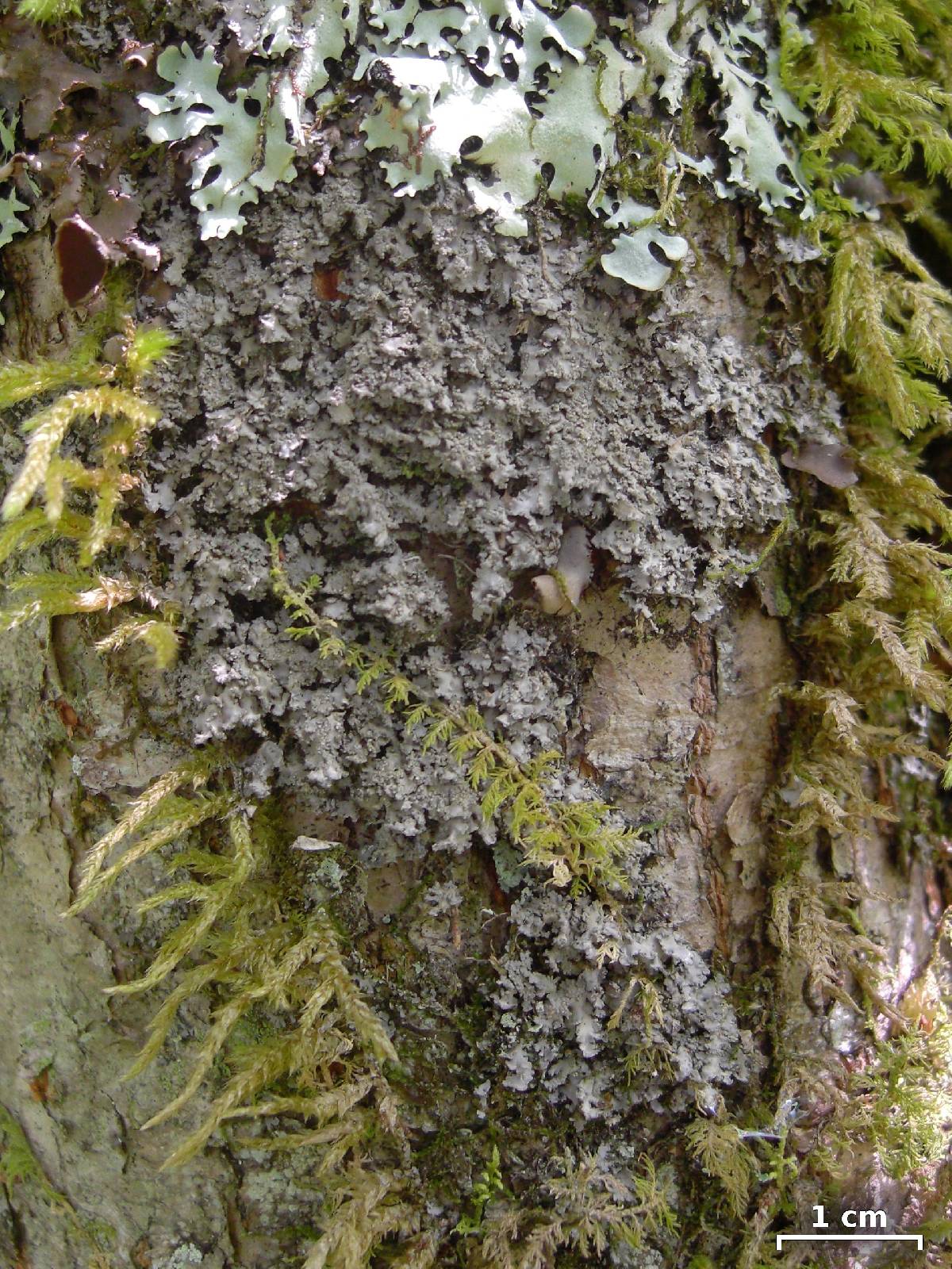 Pannaria tavaresii image