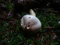 Agaricus dulcidulus image