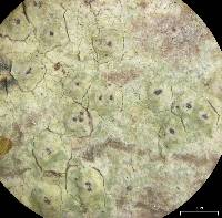 Pertusaria rubefacta image