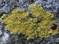Caloplaca decipiens image