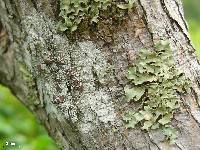 Lecanora rugosella image