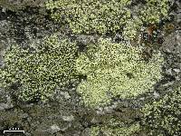 Rhizocarpon geographicum image