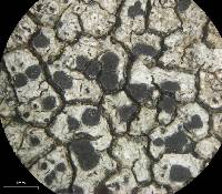 Lecanora oreinoides image