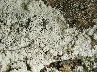 Image of Baeomyces carneus