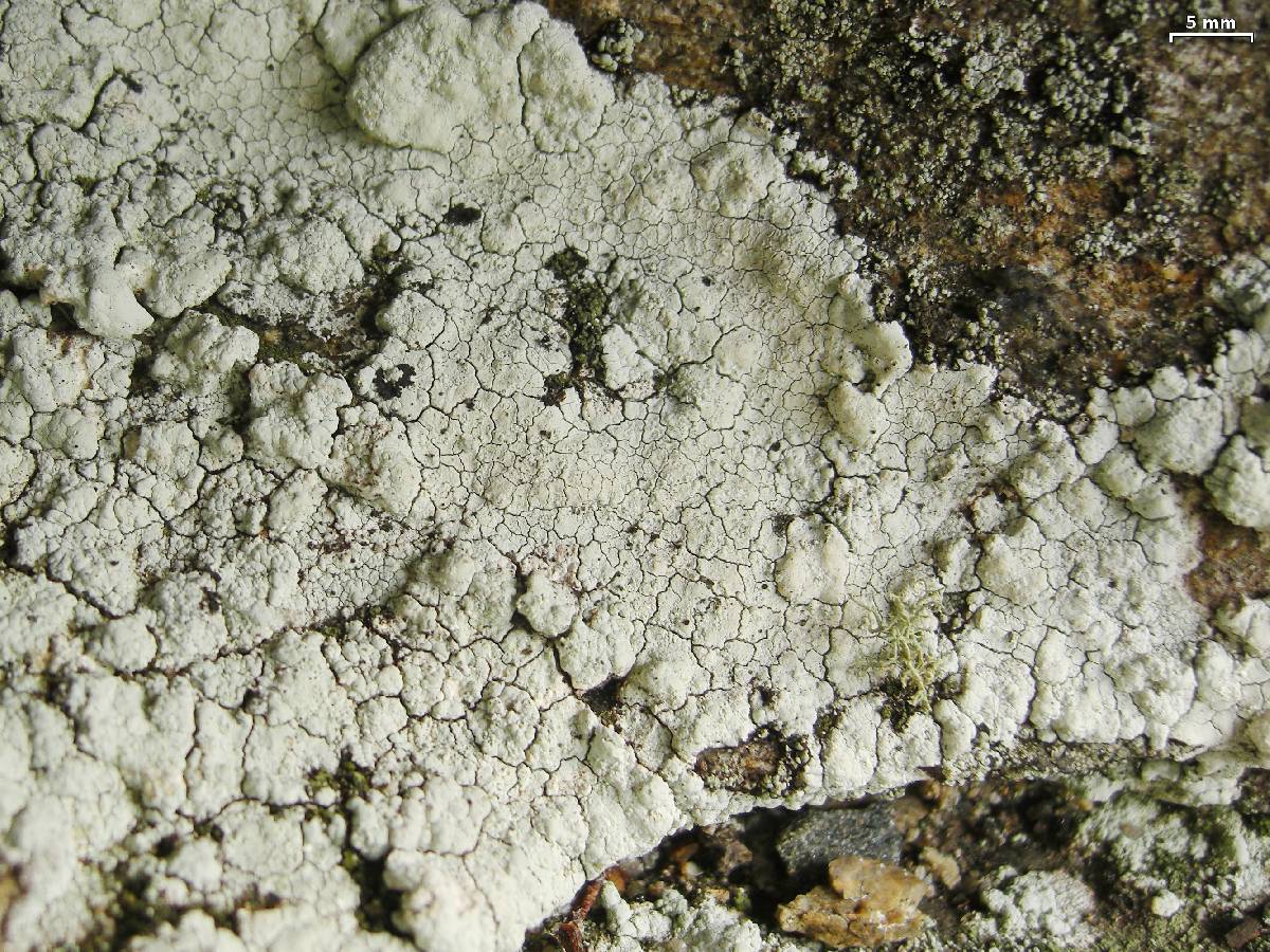 Baeomyces carneus image