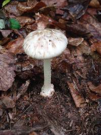 Amanita brunnescens image