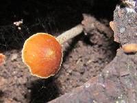 Conocybe rugosa image