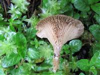 Clitocybe squamulosa image