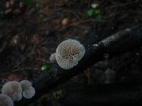 Crepidotus malachius image