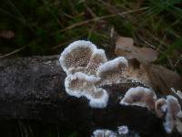 Gloeoporus dichrous image