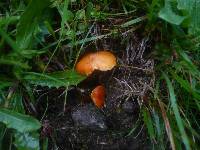 Hygrocybe insipida image