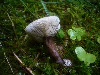 Lactarius lignyotus image