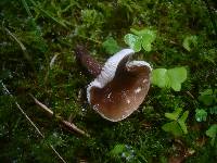 Lactarius lignyotus image