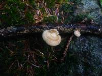 Lentinus suavissimus image