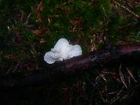 Lentinus suavissimus image